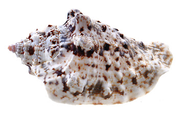 Image showing sea shell isolated