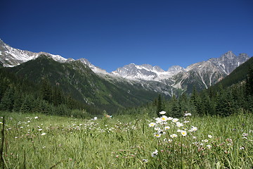 Image showing Rogers Pass - focus on flowers