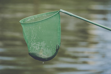 Image showing Fish caught in a green fishing net