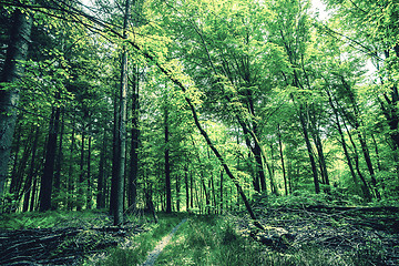 Image showing Trees with green leaves