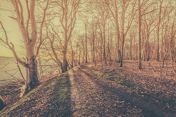 Image showing Sun lights up a forest