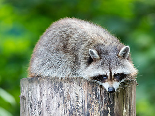 Image showing Adult racoon on a tree