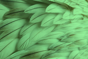 Image showing Green fluffy feather closeup