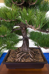 Image showing Bonsai