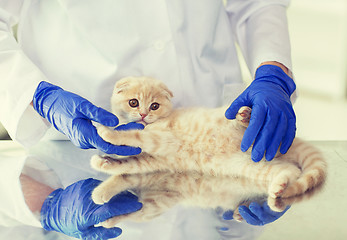 Image showing close up of vet with scottish kitten at clinic