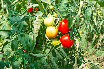 Image showing Tomato fruits in greenhouse among leaves