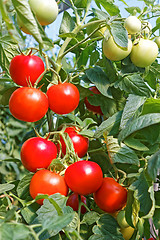 Image showing Many rounded red and green tomato fruits in greenhouse