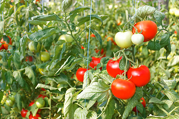 Image showing  Many ripe red tomato fruits in greenhouse