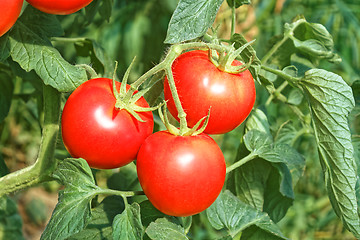 Image showing Three big ripe red tomato fruits