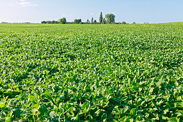 Image showing Green soybean field
