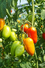 Image showing Elongated tomato fruits in greenhouse