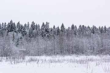 Image showing Snowy fir forest