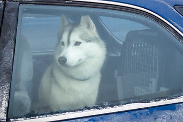 Image showing Husky dog inside car