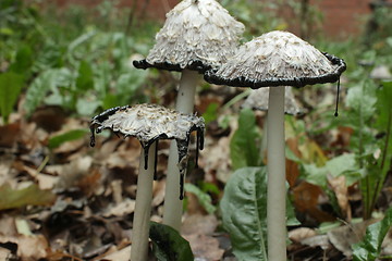 Image showing  Inky coprinus among fallen leaves