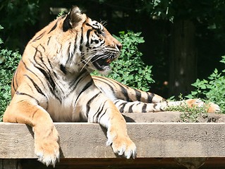 Image showing Fierce Tiger