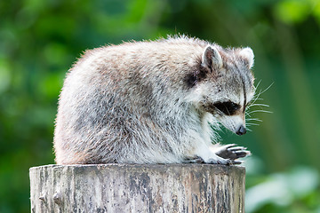 Image showing Adult racoon on a tree