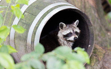 Image showing Racoon in a barrel, resting
