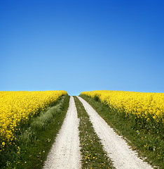 Image showing yellow field with oil seed rape in early spring