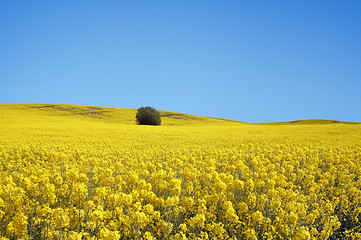 Image showing yellow field with oil seed rape in early spring