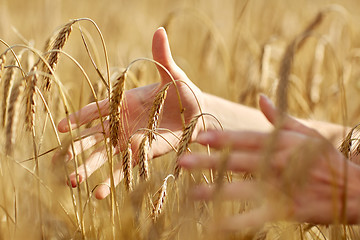 Image showing close up of woman hands in cereal field