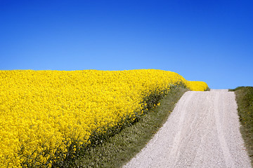 Image showing yellow field with oil seed rape in early spring