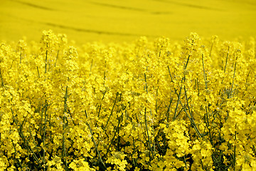 Image showing yellow field with oil seed rape in early spring