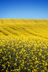 Image showing yellow field with oil seed rape in early spring