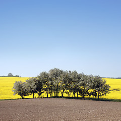 Image showing yellow field with oil seed rape in early spring