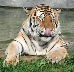 Image showing Hungry Tiger