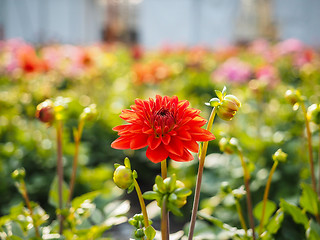 Image showing Dahlia flowers sprouting with buds in a greenhouse field