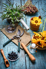 Image showing Harvest of medicinal plants