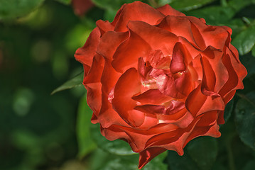 Image showing Red garden rose.