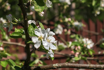 Image showing White flowers of apple trees.