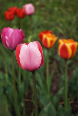 Image showing Pink and red tulips.