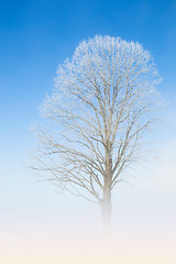 Image showing Natural white lace of hoarfrost on frosty tree branches