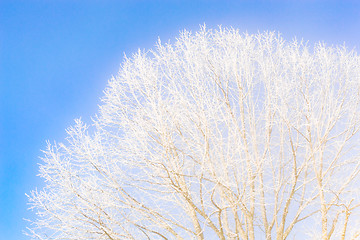 Image showing Frozen tree branches against the clear blue sky