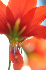 Image showing close-up, red lily
