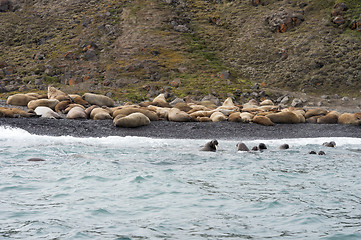 Image showing Walruses on the beach