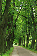 Image showing path in the green forest