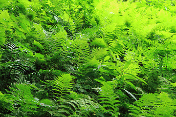 Image showing green fern leaves texture