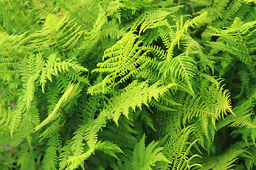Image showing green fern leaves texture