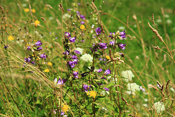 Image showing flowers in grass field