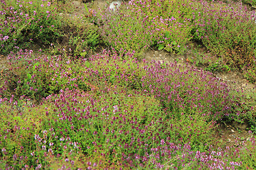 Image showing thyme plants with flowers
