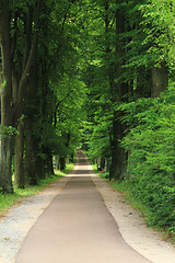 Image showing path in the green forest