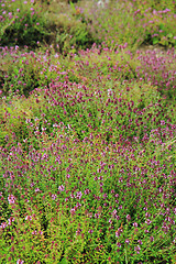 Image showing thyme plants with flowers