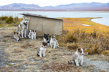 Image showing Husky puppies Greenland hill.