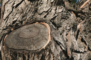 Image showing Fragment Very Old Tree with Cut by Branch