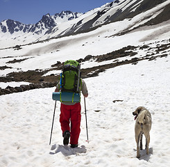 Image showing Hiker with dog in snowy mountains at spring