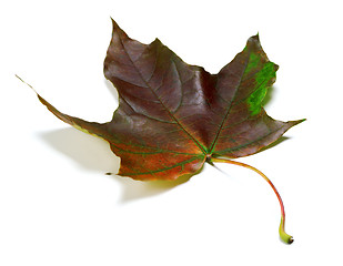 Image showing Multicolor autumn maple leaf on white