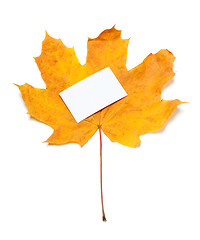 Image showing Autumn yellow maple-leaf with white empty price card